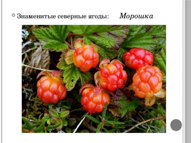 Знаменитые северные ягоды: Морошка 