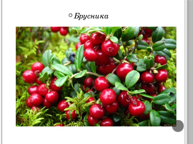 Брусника 