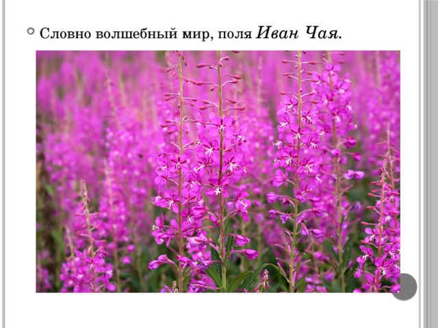 Словно волшебный мир, поля Иван Чая.  