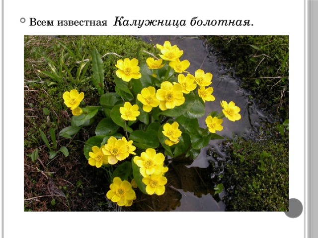 Всем известная Калужница болотная. 