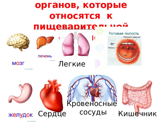 9)Запиши названия органов, которые относятся к пищеварительной системе. Легкие Кровеносные сосуды Кишечник Сердце 