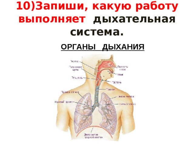 10)Запиши, какую работу выполняет дыхательная система. 