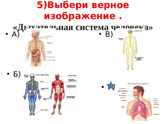 5)Выбери верное изображение .  «Дыхательная система человека» В) А) Б) Г) 