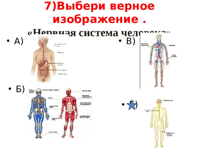 7)Выбери верное изображение .  «Нервная система человека» В) А) Б) Г) 
