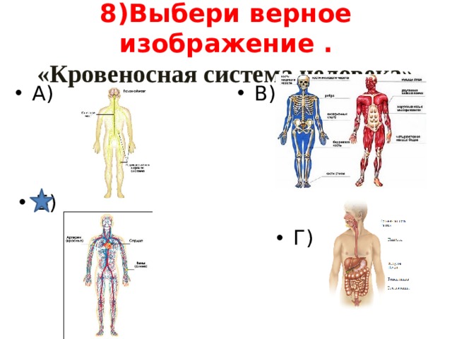 8)Выбери верное изображение .  «Кровеносная система человека» В) А) Б) Г) 