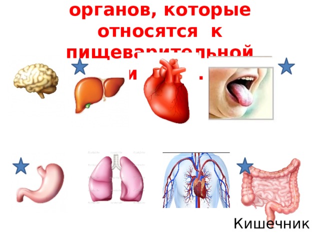 9)Запиши названия органов, которые относятся к пищеварительной системе. Кишечник 