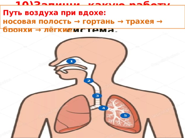 10)Запиши, какую работу выполняет дыхательная система. Путь воздуха при вдохе: носовая полость → гортань → трахея → бронхи → лёгкие. 