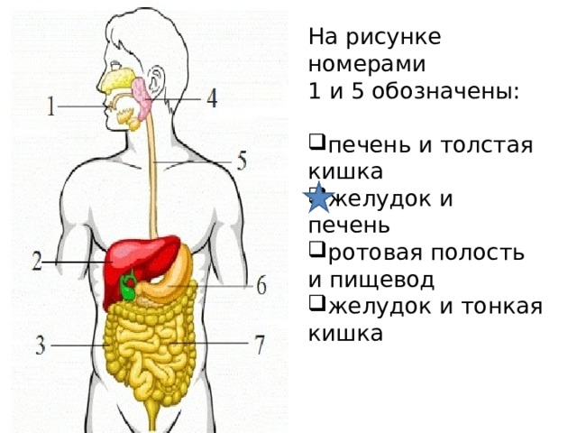 На рисунке номерами 1 и 5 обозначены: печень и толстая кишка желудок и печень ротовая полость и пищевод желудок и тонкая кишка 