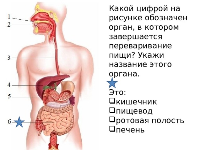 Какой цифрой обозначен орган. Орган в котором завершается переваривание пищи это. Какой цифрой на рисунке обозначен орган. Назови органы обозначенные на рисунке цифрами. Пищевод на рисунке обозначен цифрой.