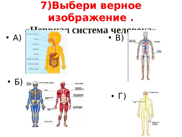 7)Выбери верное изображение .  «Нервная система человека» В) А) Б) Г) 