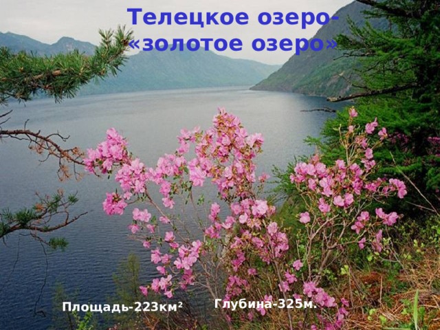 Телецкое озеро- «золотое озеро» Глубина-325м. Площадь-223км 2 