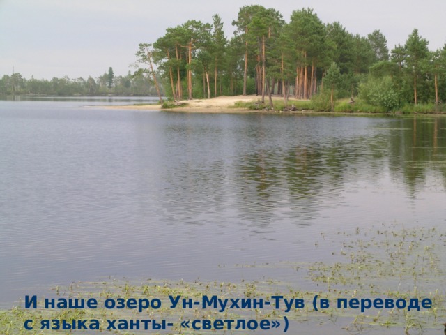 И наше озеро Ун-Мухин-Тув (в переводе с языка ханты- «светлое») 