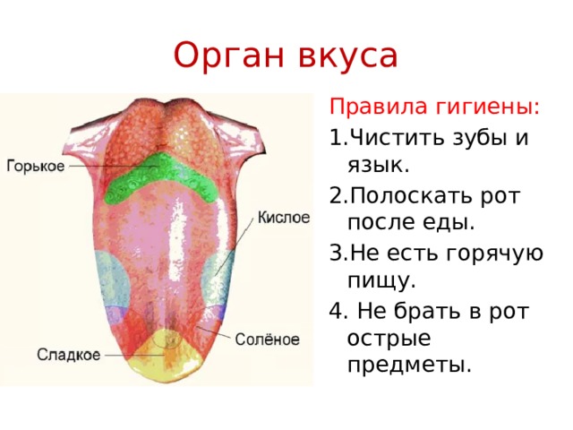 Орган вкуса Правила гигиены: 1.Чистить зубы и язык. 2.Полоскать рот после еды. 3.Не есть горячую пищу. 4. Не брать в рот острые предметы. 