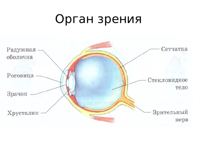 Орган зрения 