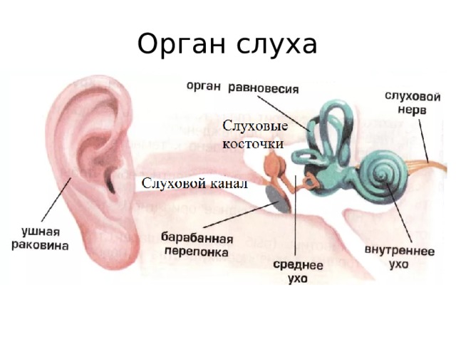 Орган слуха 