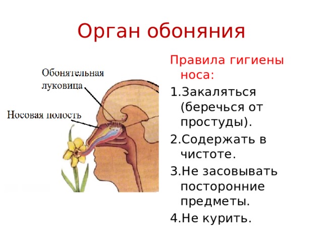 Рисунок гигиена органов чувств