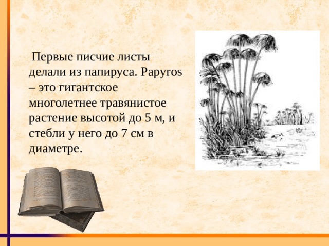  Первые писчие листы делали из папируса. Papyros – это гигантское многолетнее травянистое растение высотой до 5 м, и стебли у него до 7 см в диаметре. 