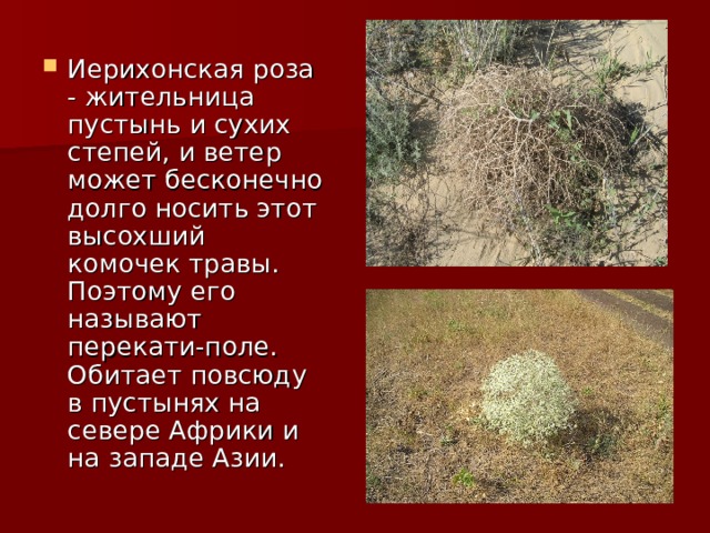 Травяной комок. Кто обитает в поле