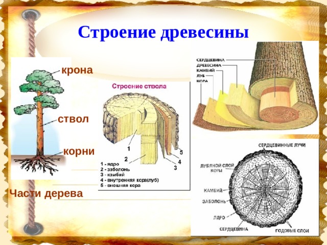 Строение дерева