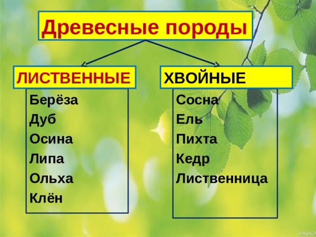 Лиственные породы. Лиственные породы деревьев осина. Осина, липа лиственные. Лиственница, ольха, береза, осина. Клен, липа, осина, береза, дуб, ольха.