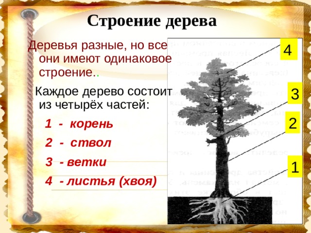 Картинка из чего состоит дерево