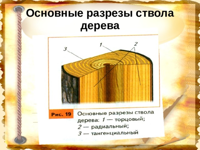 Главный разрез. Основные разрезы ствола дерева. Главные разрезы ствола. Главные разрезы ствола древесины. Назвать главные разрезы ствола.