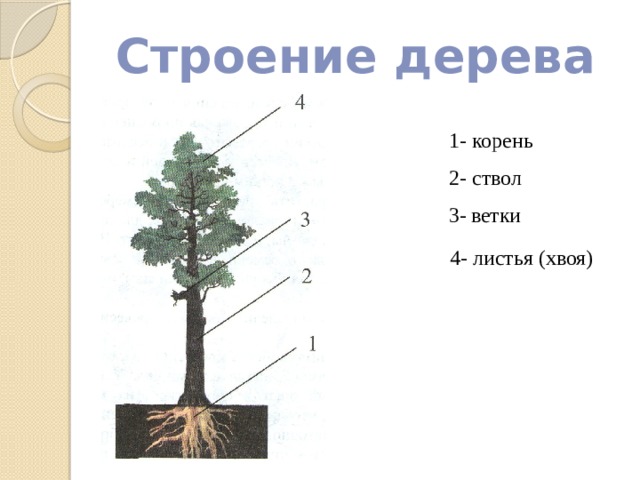 Строение дерева схема