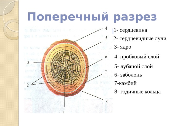 Наличие камбия