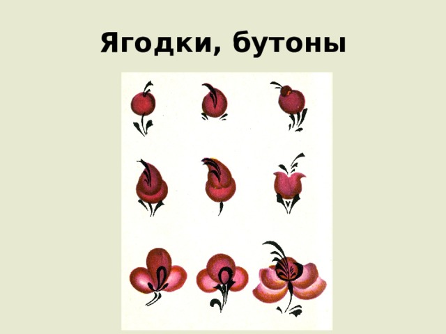 Ягодки, бутоны 