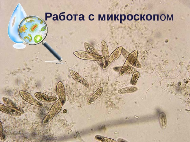  Работа с микроскоп ом 