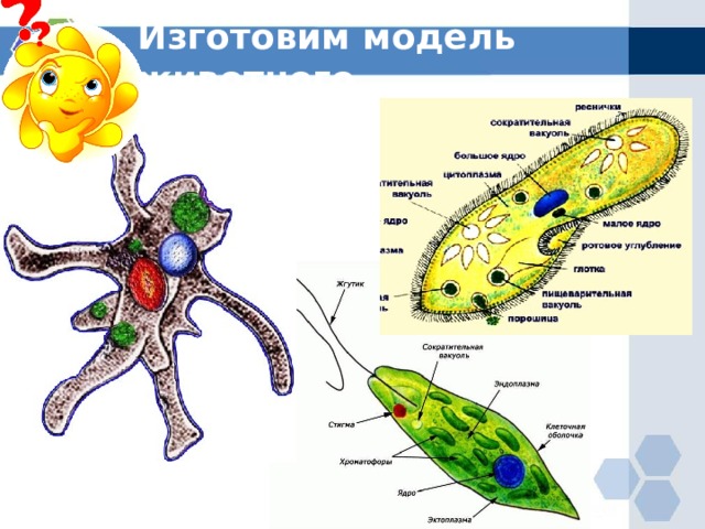 Любое простейшее. Функции сократительной вакуоли. Сократительные вакуоли простейших. Функции сократительной вакуоли у простейших. Сократительная вакуоль у простейших.