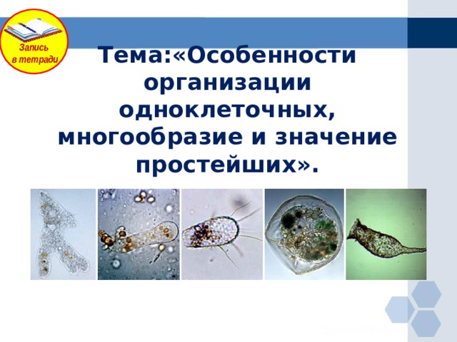 Запись в тетради Тема:«Особенности организации одноклеточных, многообразие и значение простейших». 
