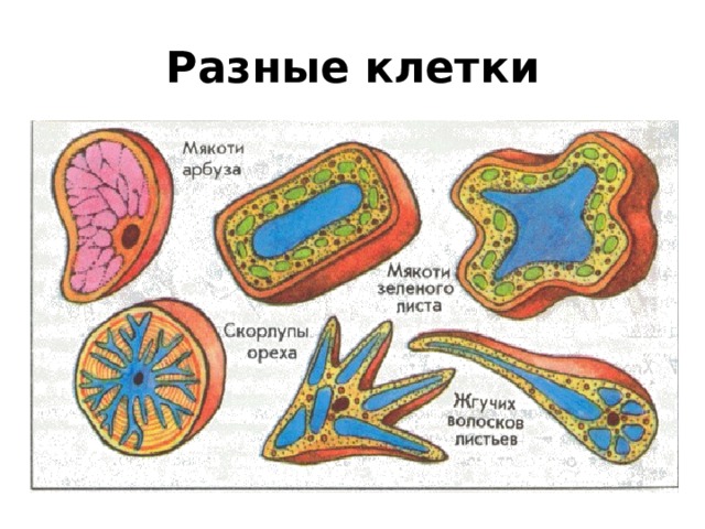 На рисунке изображена клетка в разные периоды времени какое