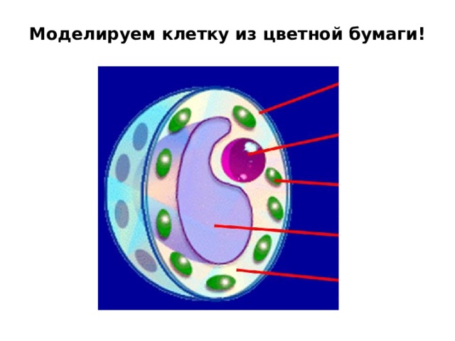 На рисунке изображена клетка в разный период времени какое свойство живых