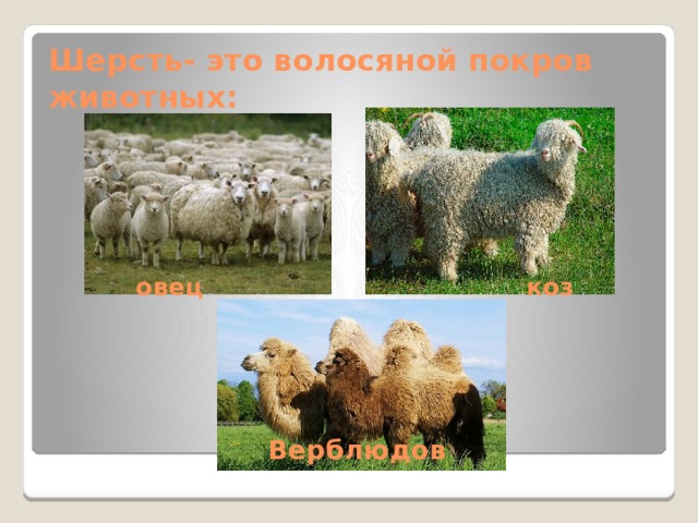 Шерсть- это волосяной покров животных: коз овец Верблюдов 