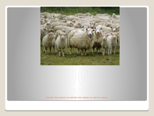     Самое большое количество шерсти дают овцы.   