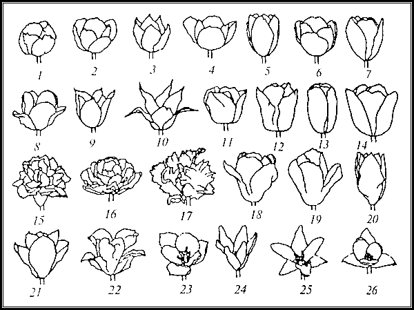 Тюльпаны рисунок схематично