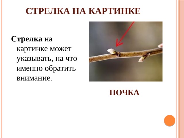 СТРЕЛКА НА КАРТИНКЕ Стрелка  на картинке может указывать, на что именно обратить внимание . ПОЧКА 