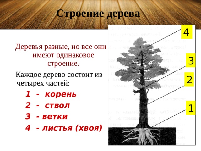 Строение дерева 4 Деревья разные, но все они имеют одинаковое строение.  Каждое дерево состоит из четырёх частей:  1 - корень  2 - ствол  3 - ветки  4 - листья (хвоя)  3 2 1 