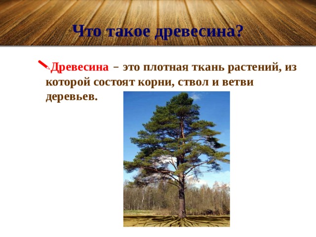 Что такое древесина? Древесина  – это плотная ткань растений, из которой состоят корни, ствол и ветви деревьев. 
