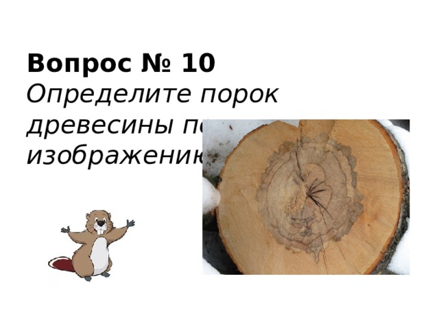  Вопрос № 10  Определите порок древесины по изображению   