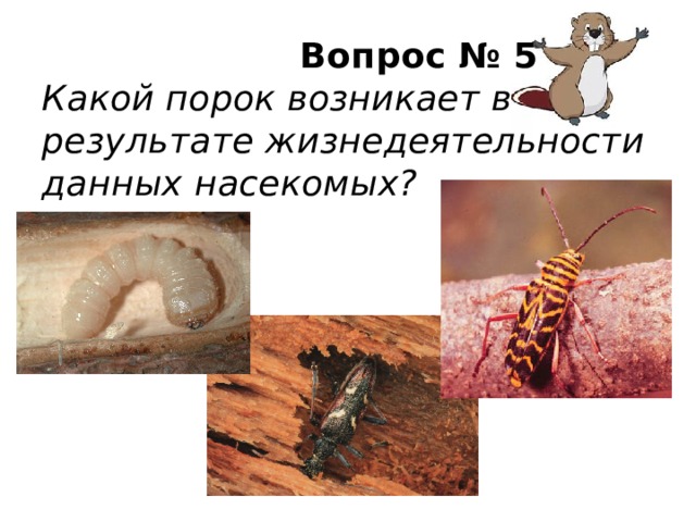  Вопрос № 5  Какой порок возникает в результате жизнедеятельности данных насекомых?   
