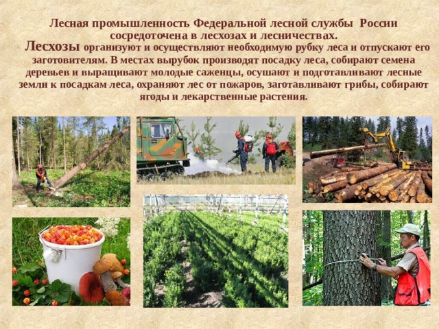 Лесная промышленность Федеральной лесной службы России сосредоточена в лесхозах и лесничествах.  Лесхозы организуют и осуществляют необходимую рубку леса и отпускают его заготовителям. В местах вырубок производят посадку леса, собирают семена деревьев и выращивают молодые саженцы, осушают и подготавливают лесные земли к посадкам леса, охраняют лес от пожаров, заготавливают грибы, собирают ягоды и лекарственные растения.      