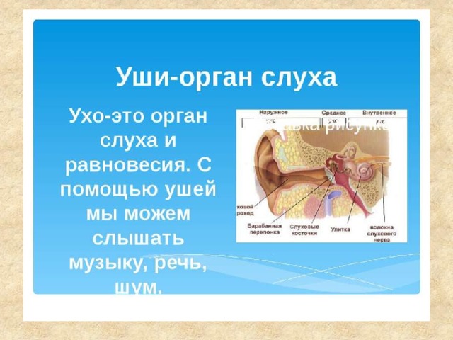 Презентация органы слуха 1 класс