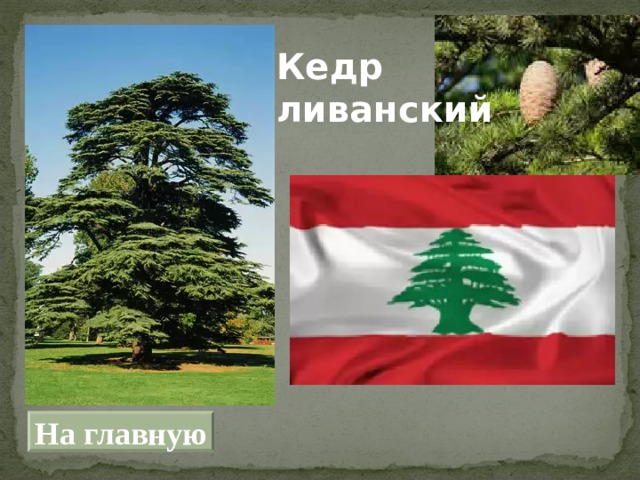 Кедр ливанский На главную 