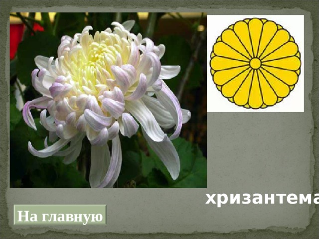 хризантема На главную 