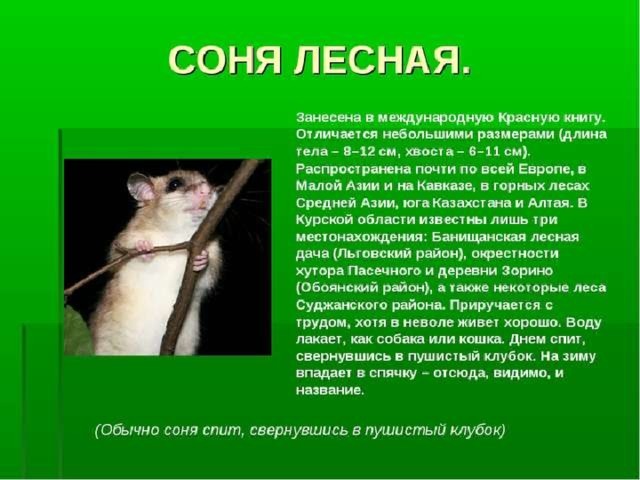 Животное из красной книги курской области описание и фото