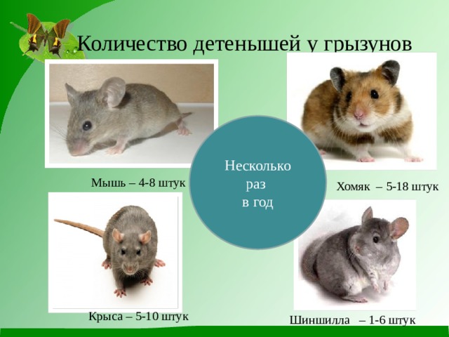 Количество детенышей у грызунов Несколько раз в год Мышь – 4-8 штук Хомяк – 5-18 штук Крыса – 5-10 штук Шиншилла – 1-6 штук