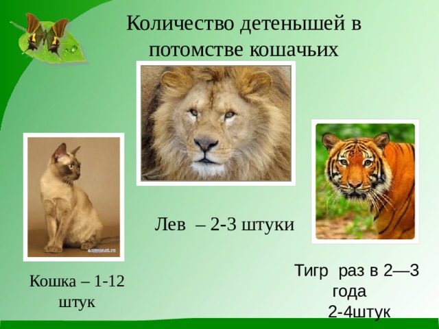 Количество детенышей в потомстве кошачьих Лев – 2-3 штуки Тигр  раз в 2—3 года  2-4штук Кошка – 1-12 штук