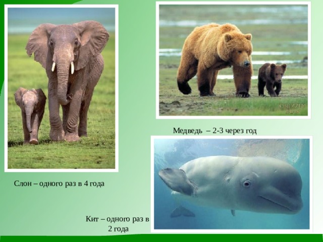 Медведь – 2-3 через год Слон – одного раз в 4 года Кит – одного раз в  2 года